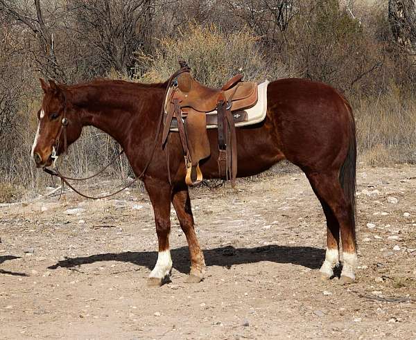 chestnut-star-3-socks-horse