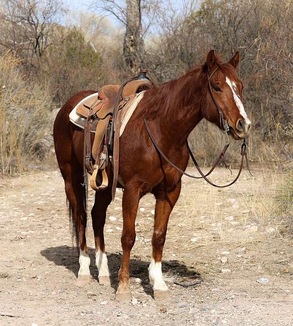 beginner-safe-quarter-horse