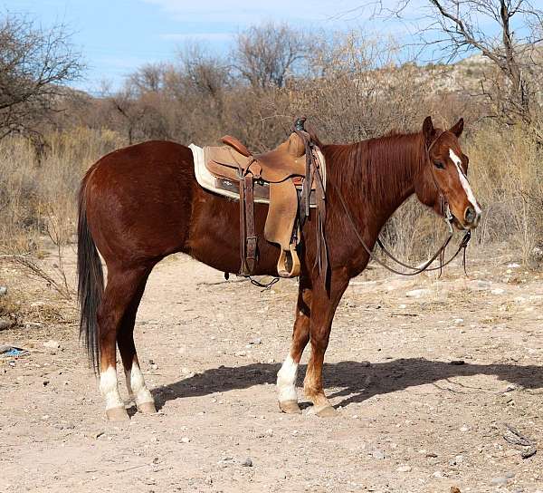 ranch-work-quarter-horse