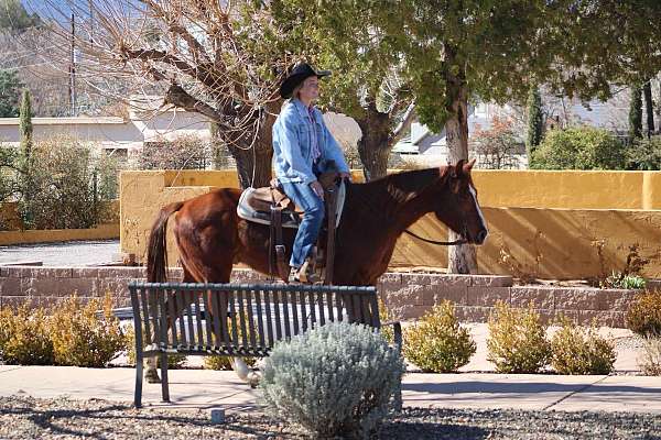 all-around-quarter-horse