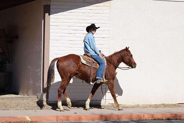 family-horse-quarter