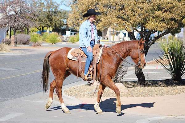 husband-safe-quarter-horse