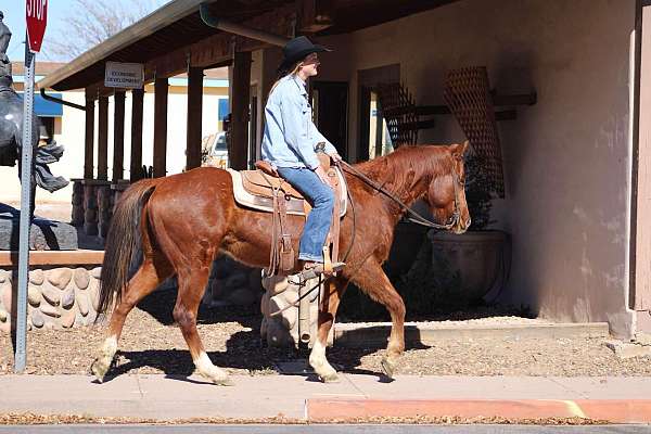 kid-safe-quarter-horse