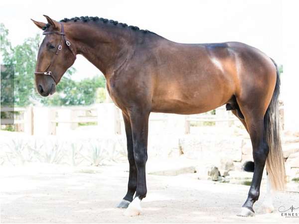 gelding-iberian-lusitano-horse