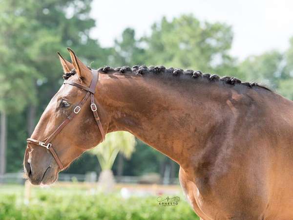 piro-free-iberian-lusitano-horse