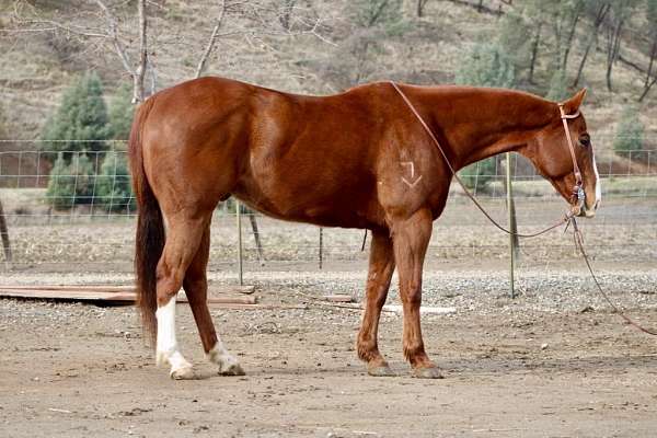 chestnut-blaze-rear-socks-horse