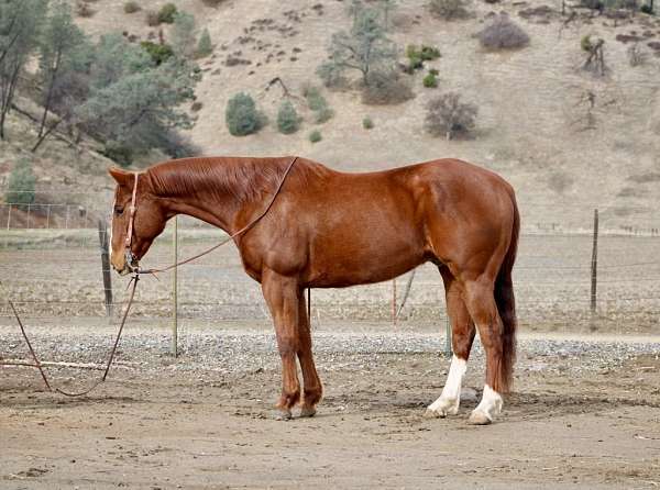 quarter-horse