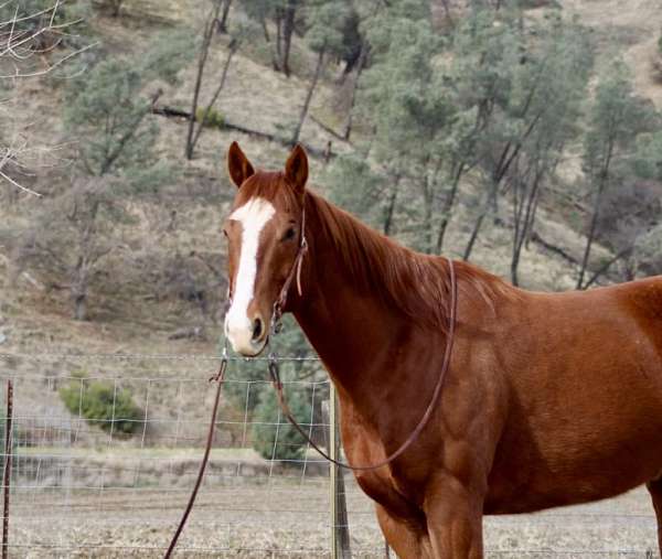 ranch-work-quarter-horse