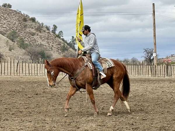 all-around-quarter-horse