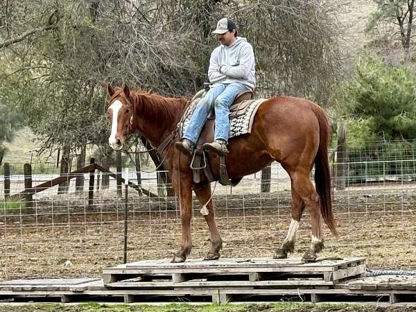 athletic-quarter-horse