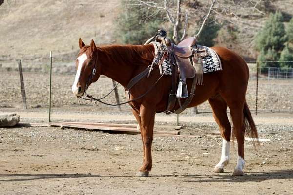 beginner-safe-quarter-horse