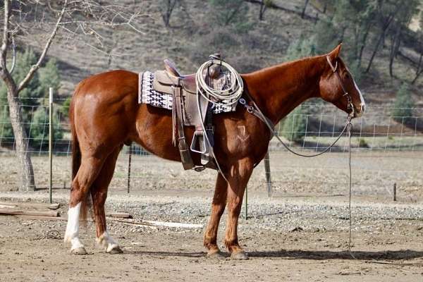 family-horse-quarter