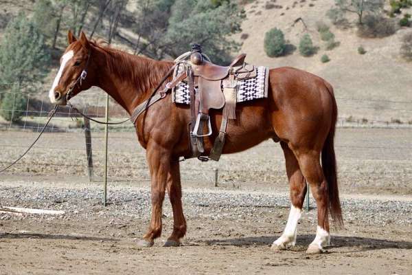 trail-quarter-horse