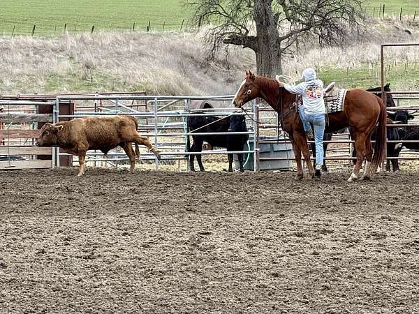 flashy-quarter-horse