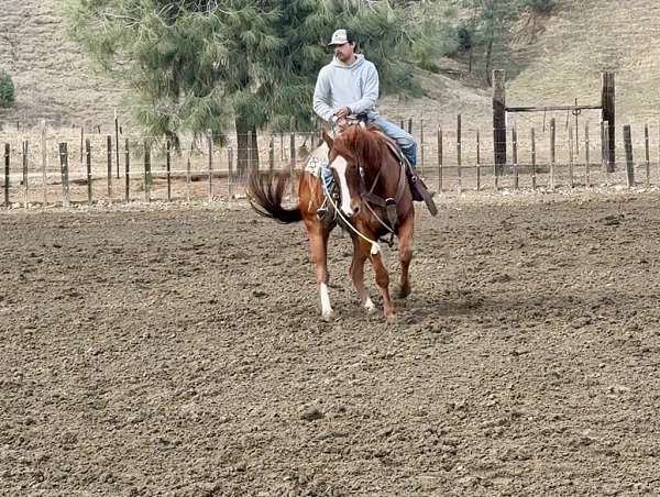 husband-safe-quarter-horse