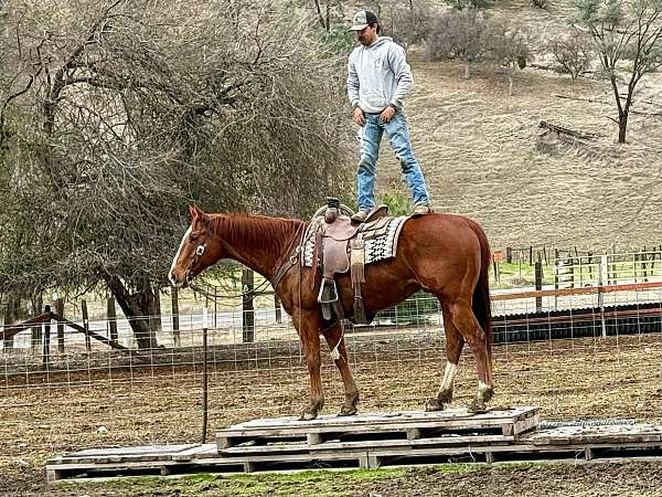 kid-safe-quarter-horse