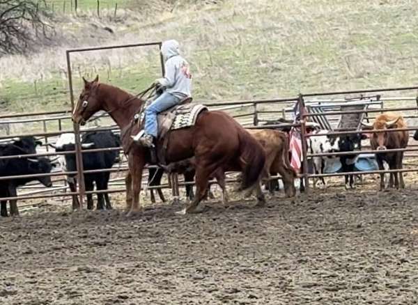 ranch-quarter-horse