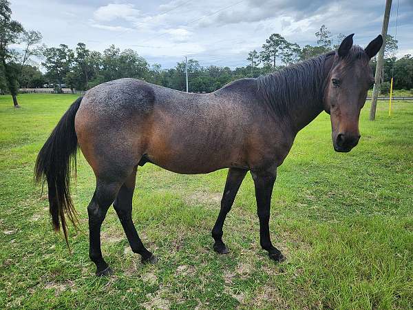 bay-roan-aqha-gelding-mare