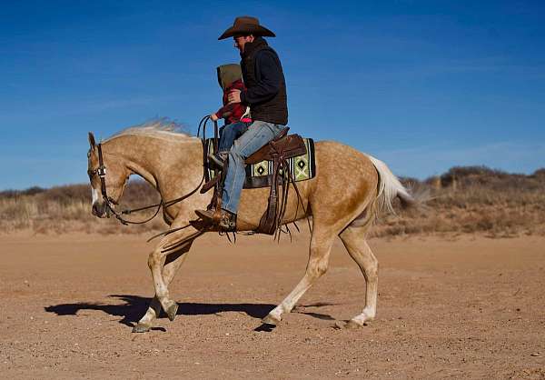 performance-quarter-horse