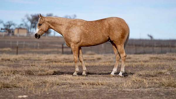 ranch-work-quarter-horse