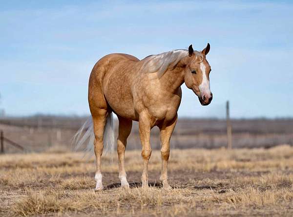 reining-quarter-horse