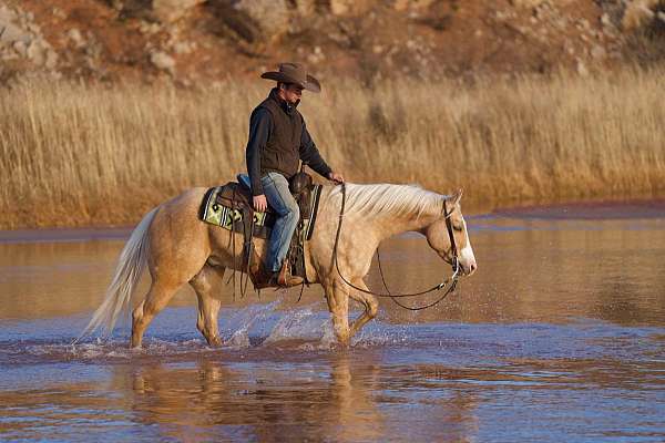 show-quarter-horse