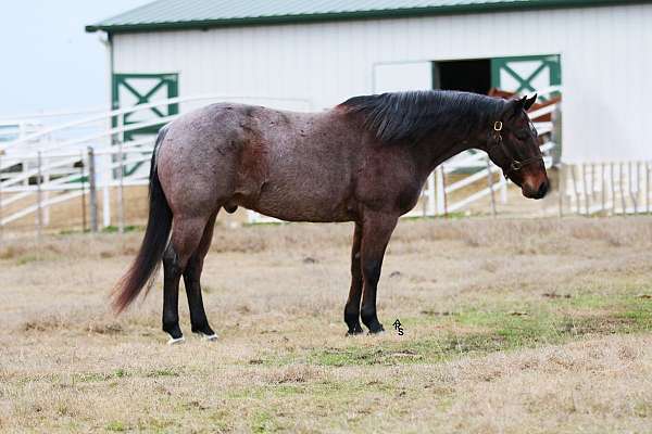 flashy-quarter-horse