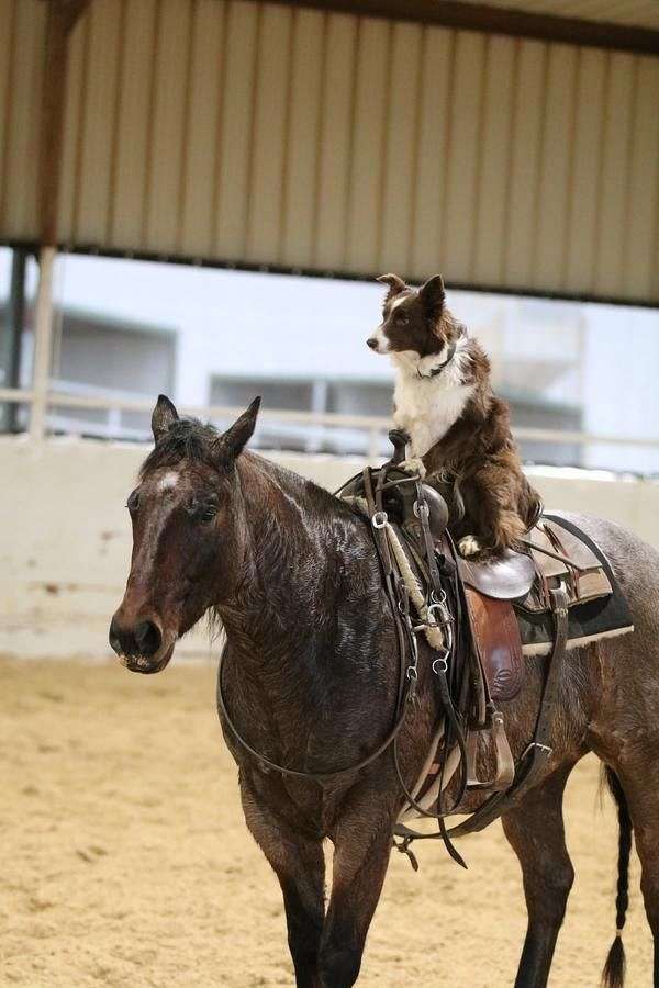 ranch-work-quarter-horse