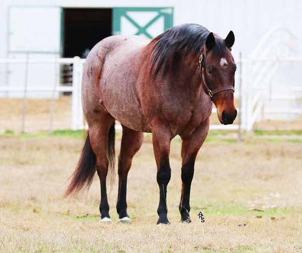 roping-quarter-horse