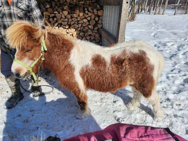 miniature-horse-for-sale