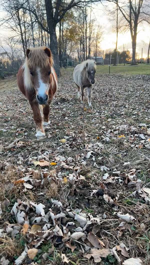 hank-miniature-horse