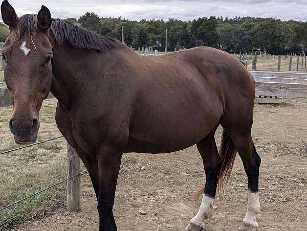 breeder-hanoverian-horse