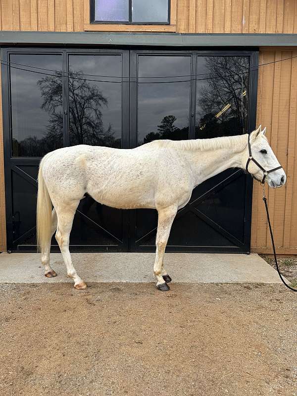 barrel-thoroughbred-horse