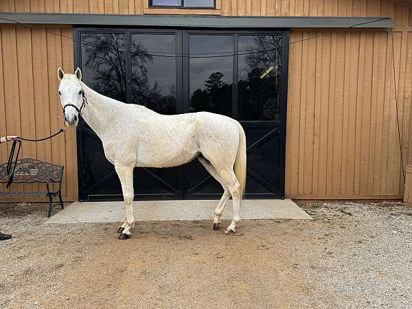 barrel-racing-thoroughbred-horse