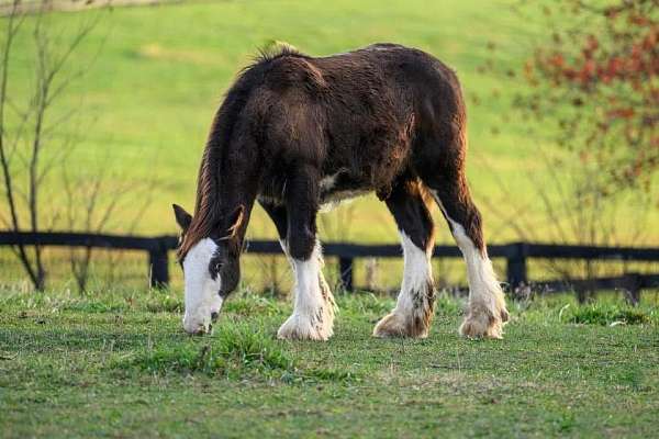 gypsy-vanner-colt