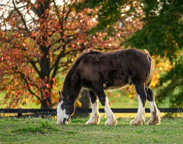 gypsy-vanner-horse-for-sale