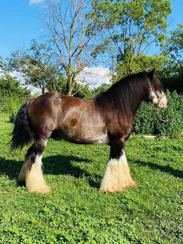 gypsy-vanner-horse