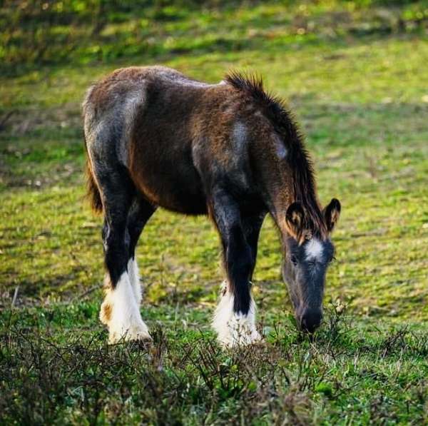 gypsy-vanner-colt