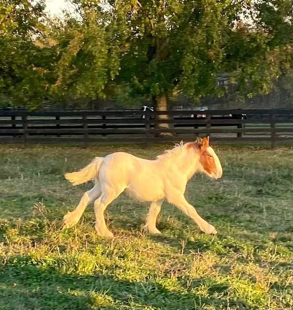 gypsy-vanner-colt