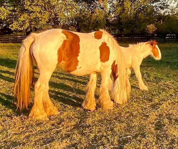 gypsy-vanner-horse-for-sale