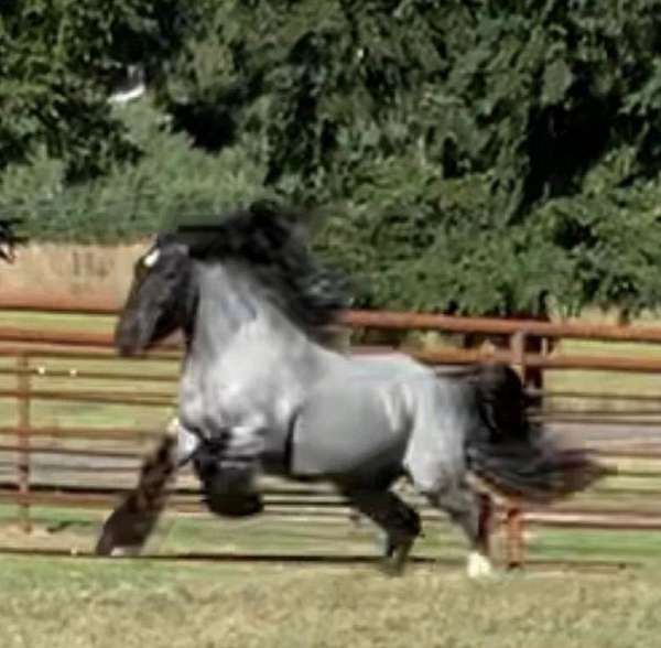 gypsy-vanner-horse