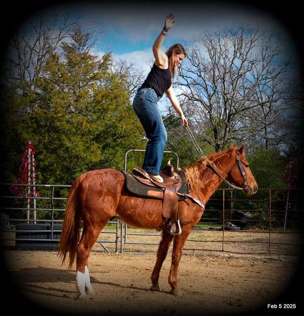 ranch-quarter-horse