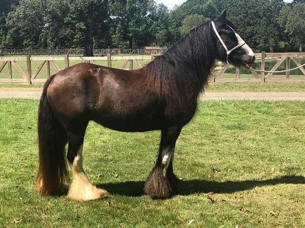 all-around-gypsy-vanner-horse