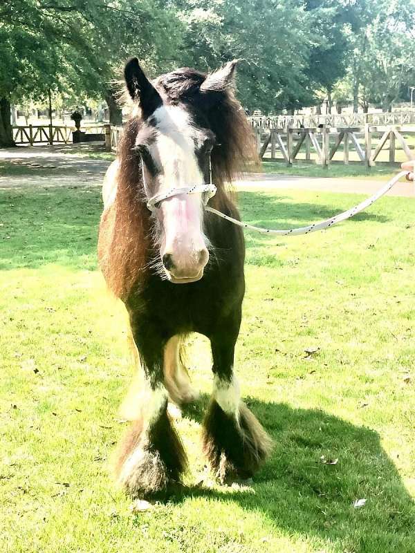 breeding-gypsy-vanner-horse