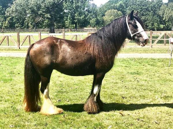 halter-gypsy-vanner-horse