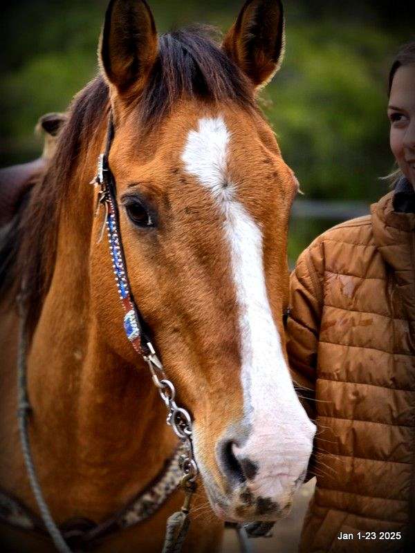 beginner-quarter-horse