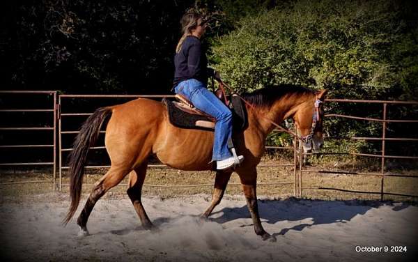 ranch-quarter-horse