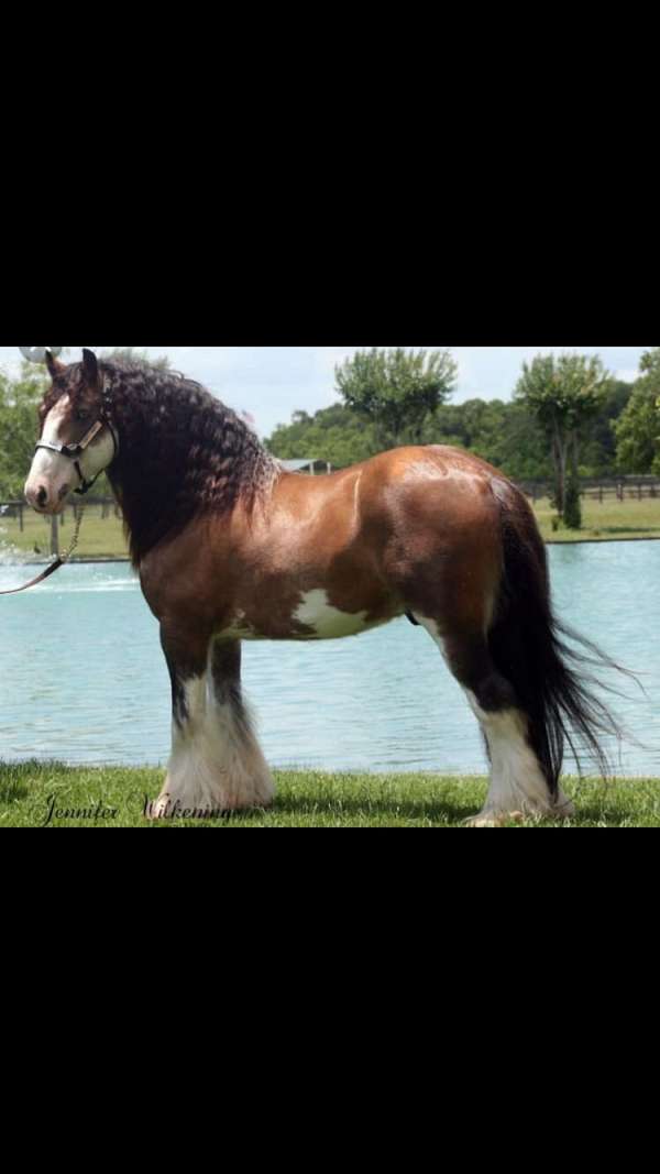 athletic-gypsy-vanner-horse