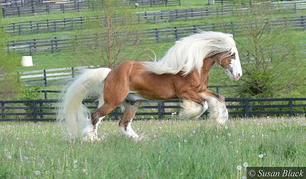 breeding-gypsy-vanner-horse