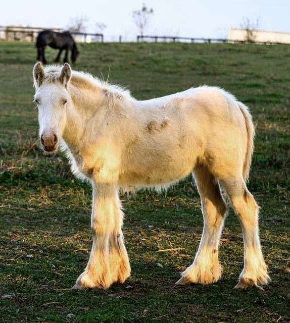 gypsy-vanner-filly